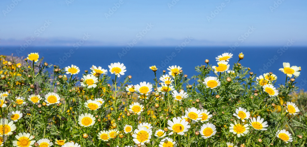Daisies wild flowers yellow white color field, background