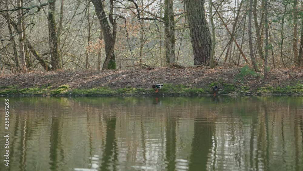 Two mallards standing on the shore at the edge of the water. Two mallards standing on the shore at the edge of the water.