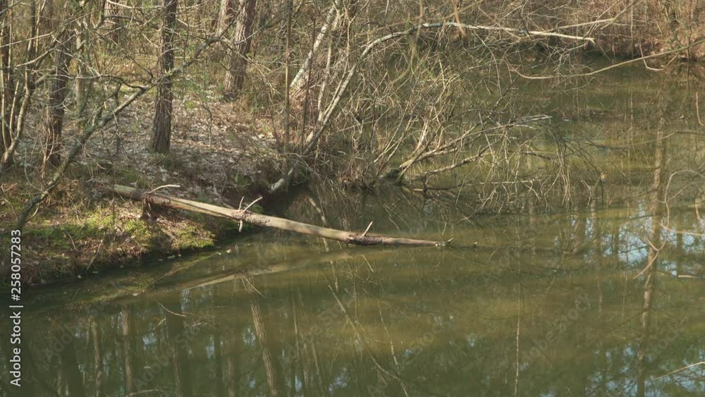 Static shot of a fallen down tree that has landed in a calm lake. Static shot of a fallen down tree that has landed in a calm lake.