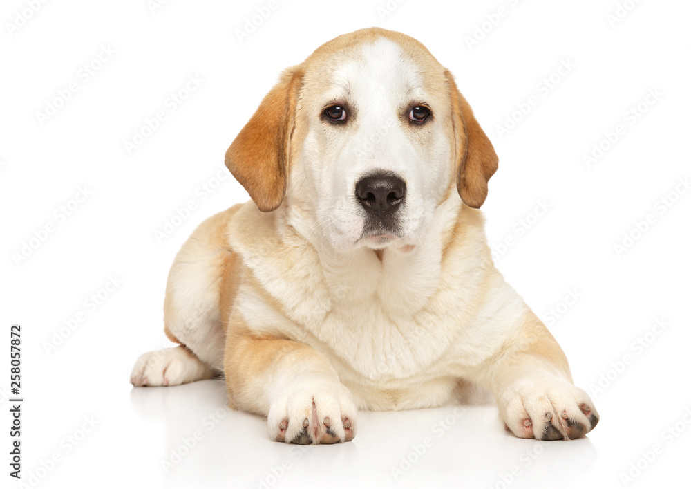 Young Alabai dog on white background