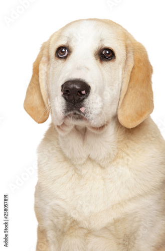 Young Alabai dog puppy on white background