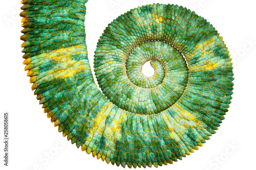 Close view of a beautiful  green colorful  chamaeleo calyptratus tail revealing the mathematic fibonacci spiral curve on black background. Species also called veiled, cone-head or yemen chameleon. photo