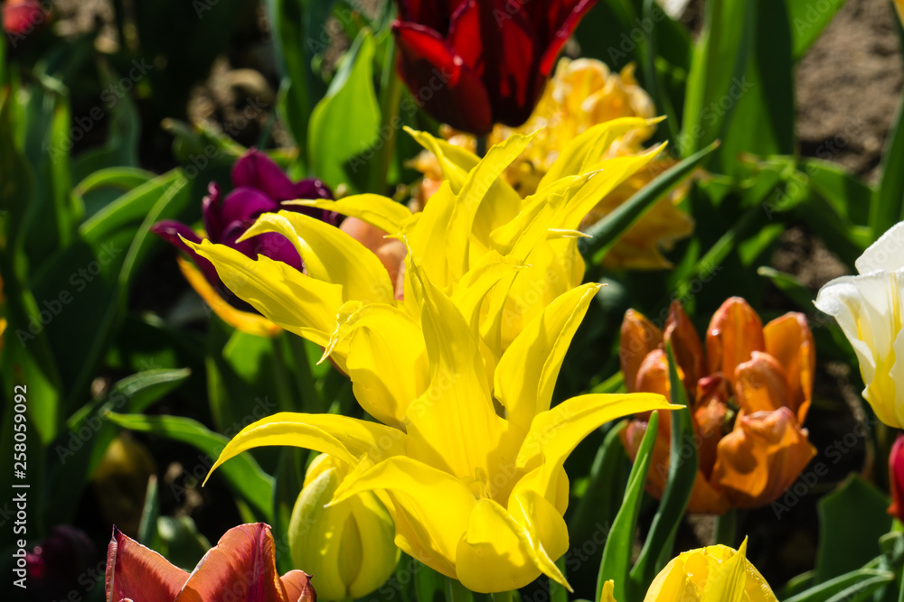 Gelbe Sterntulpen zwischen bunten Tulpen Gelbe Sterntulpen zwischen bunten Tulpen