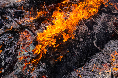 Flaming fire. Burning tree branches. Pagan rite dedicated to the arrival of spring. Big bonfire on Shrovetide. 