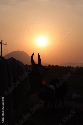 silhouette of a Cattle photo