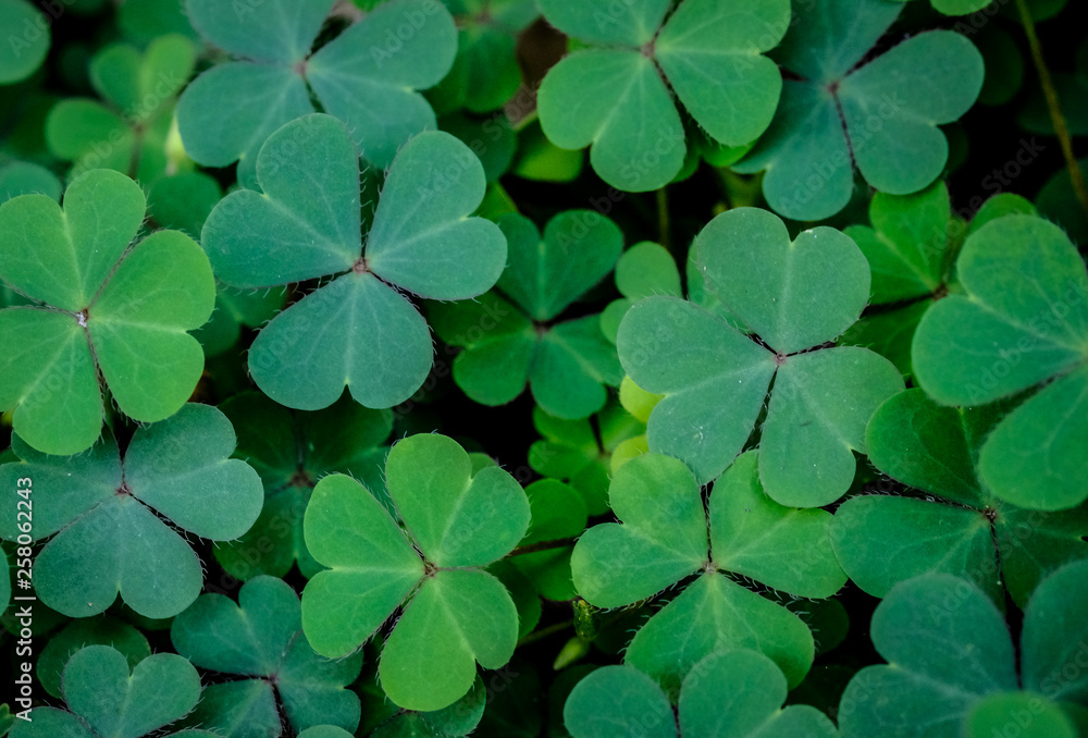 Clover Leaves for Green background with three-leaved shamrocks. st patrick's day background, holiday symbol. Clover Leaves for Green background with three-leaved shamrocks. st patrick's day background, holiday symbol.
