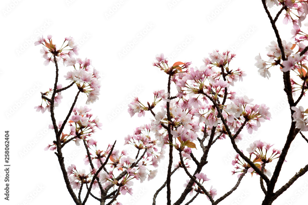 Cherry blossoms against a white background Cherry blossoms against a white background