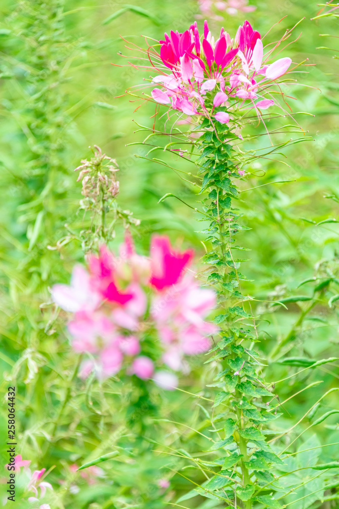 Cleome spinose in early summer Cleome spinose in early summer