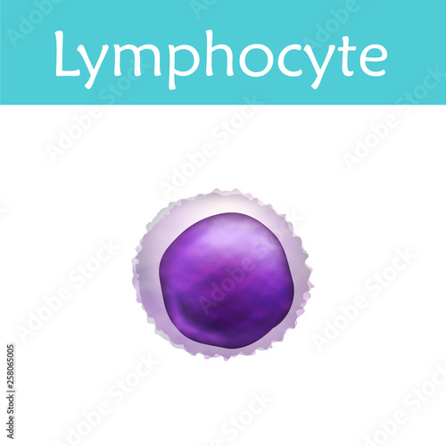 Leukocytes. Lymphocyte. White blood cell. Vector medical illustration