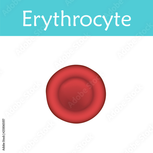 Erythrocyte. Red blood cell. White background, vector medical illustration
