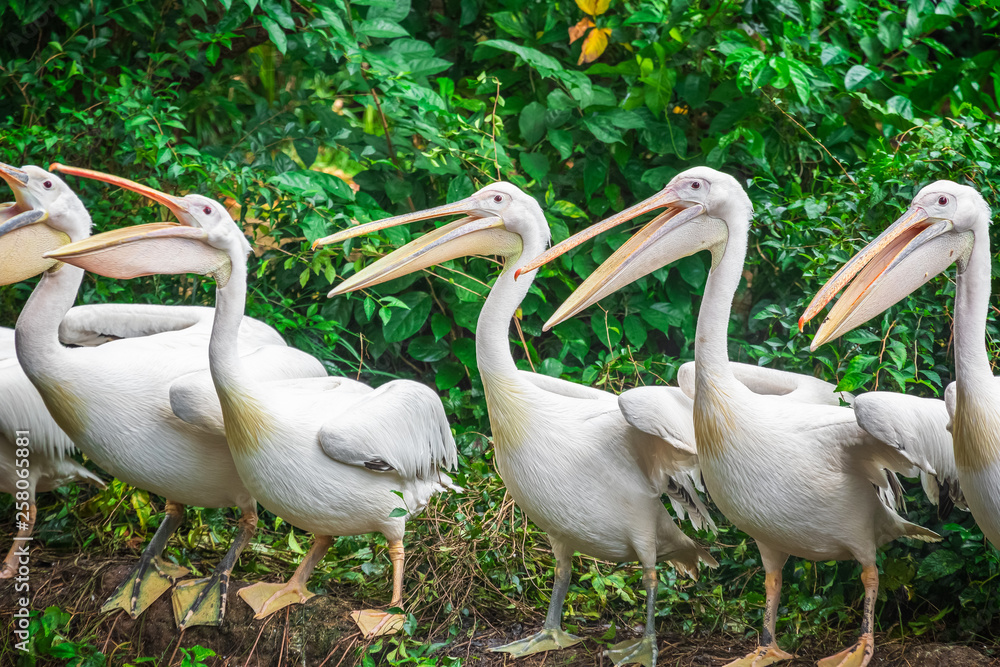 Group of white pelicans waiting to be fed in Singapore zoo Group of white pelicans waiting to be fed in Singapore zoo