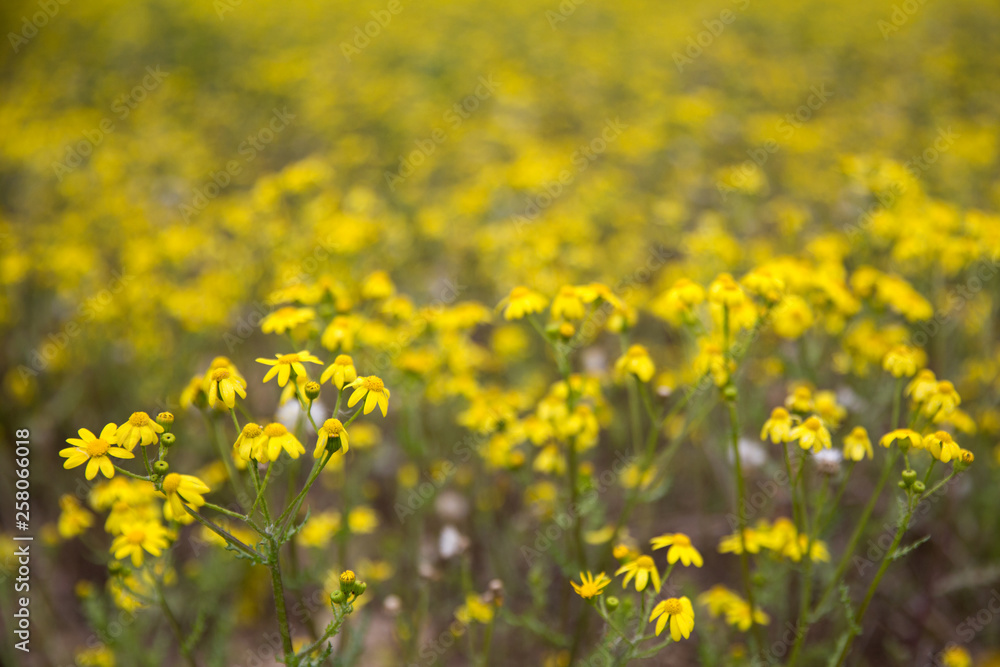 Fototapeta premium yellow daisy flower in spring