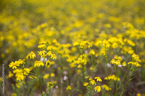 yellow  daisy flower in spring © Pelin