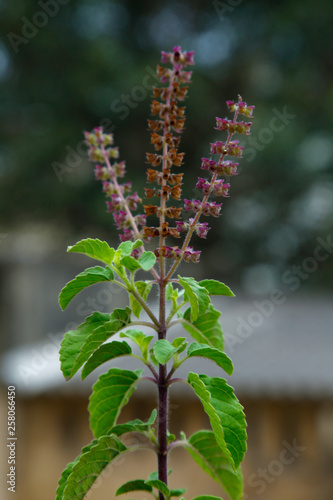 TULSI PLANT WITH MANJRI