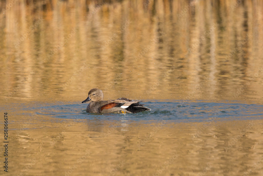male gadwall duck (anas strepera) grooming in morning sun, water male gadwall duck (anas strepera) grooming in morning sun, water