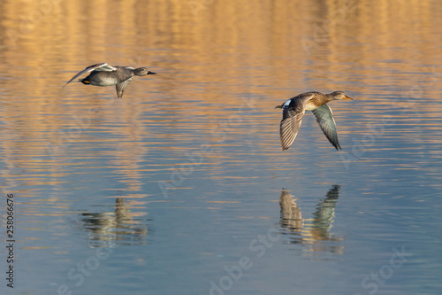 mirrored gadwall duck couple (anas strepera) flying over water