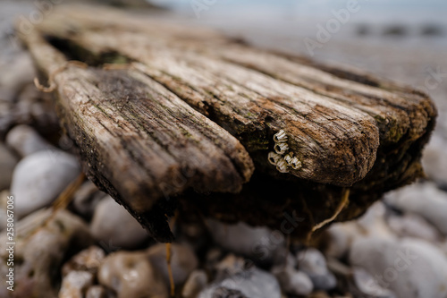 The Driftwood