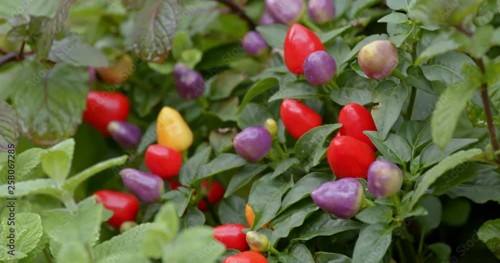 Cherry pepper plant Cherry pepper plant