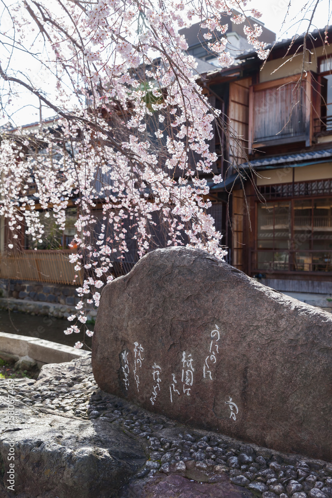 Fototapeta premium Poetry monument of Isamu Yoshii and a cherry tree blooming along Shirakawa river in Gion Shirakawa