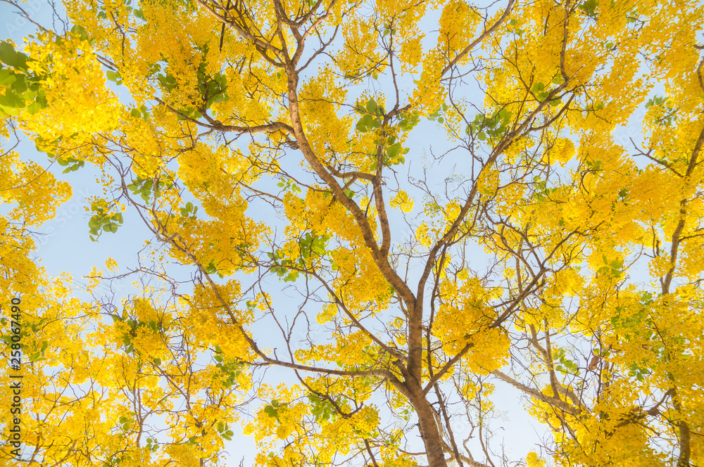 Cassia fistula, known as golden rain tree Cassia fistula, known as golden rain tree