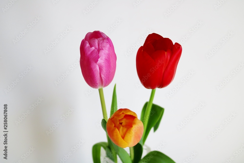 チューリップ　カラフル　屋内