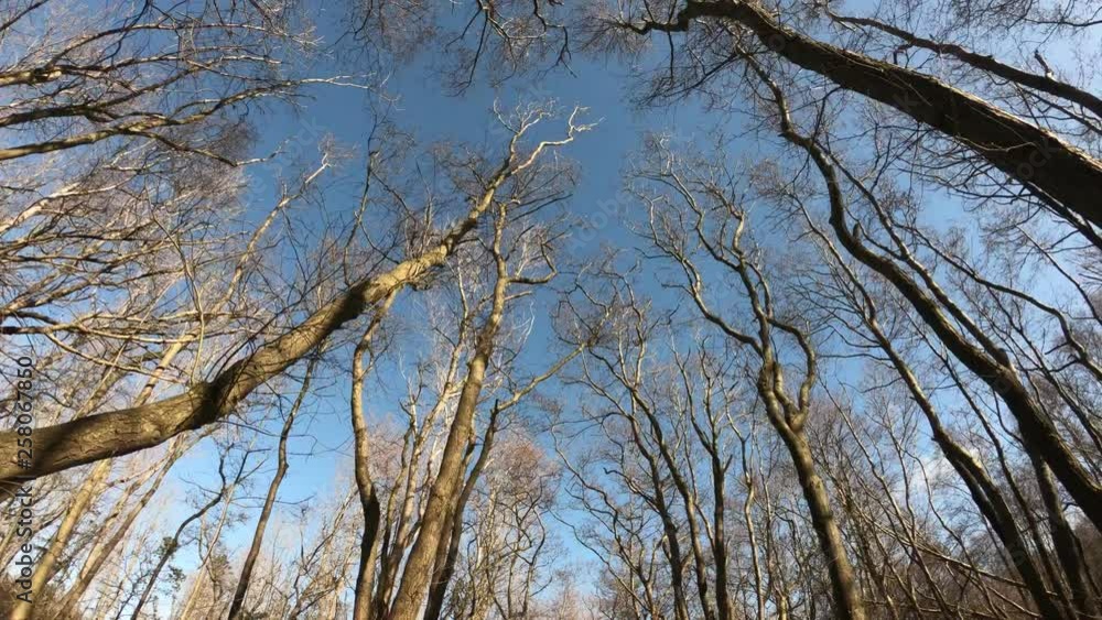 Cinematic scenery: The top of the trees Cinematic scenery: The top of the trees