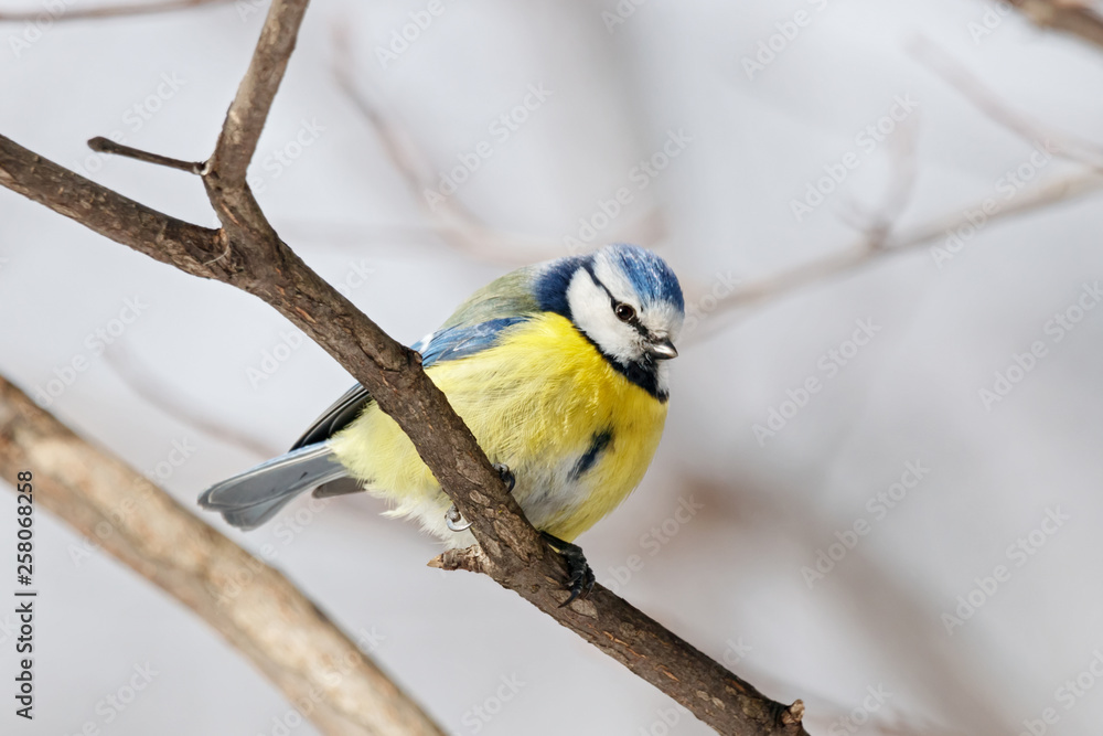 Fototapeta premium Blue tit cyanistes caeruleus sitting on branch of bush portrait. Cute bright common little yellow songbird in wildlife.