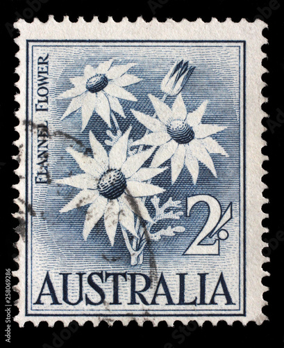 Stamp printed in Australia shows the Flannel Flower, series, circa 1959. photo