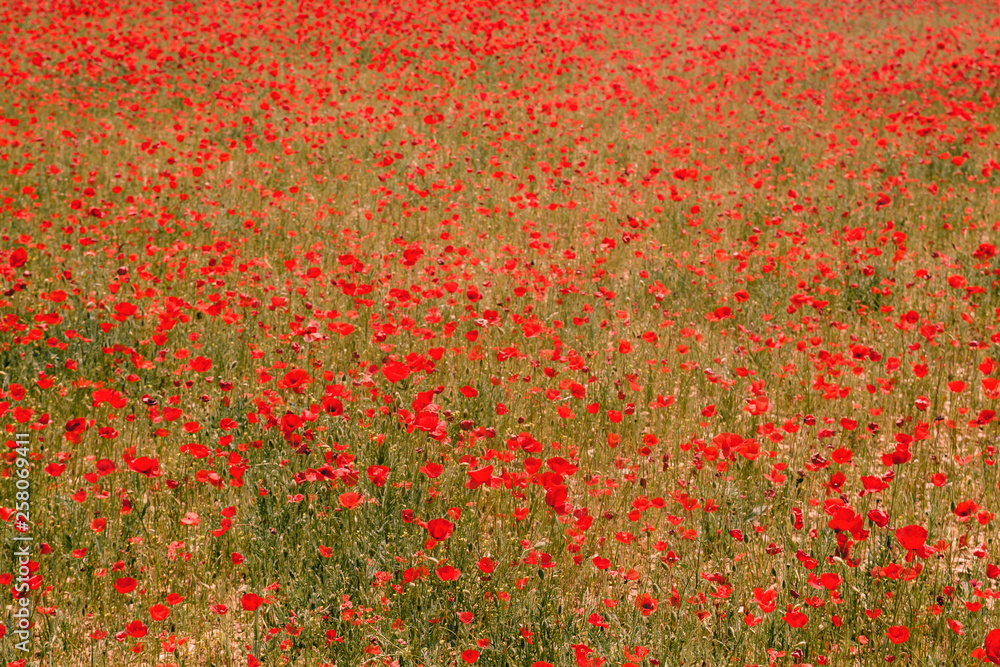 Red wild poppies