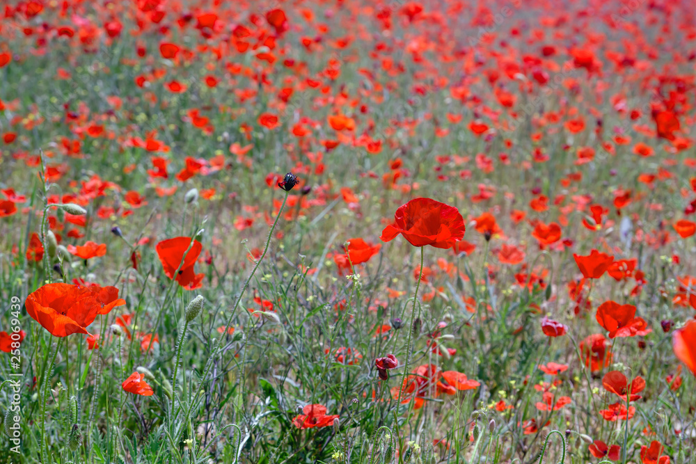 Fototapeta premium Red wild poppies