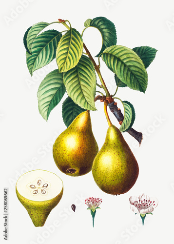 Pears on a branch