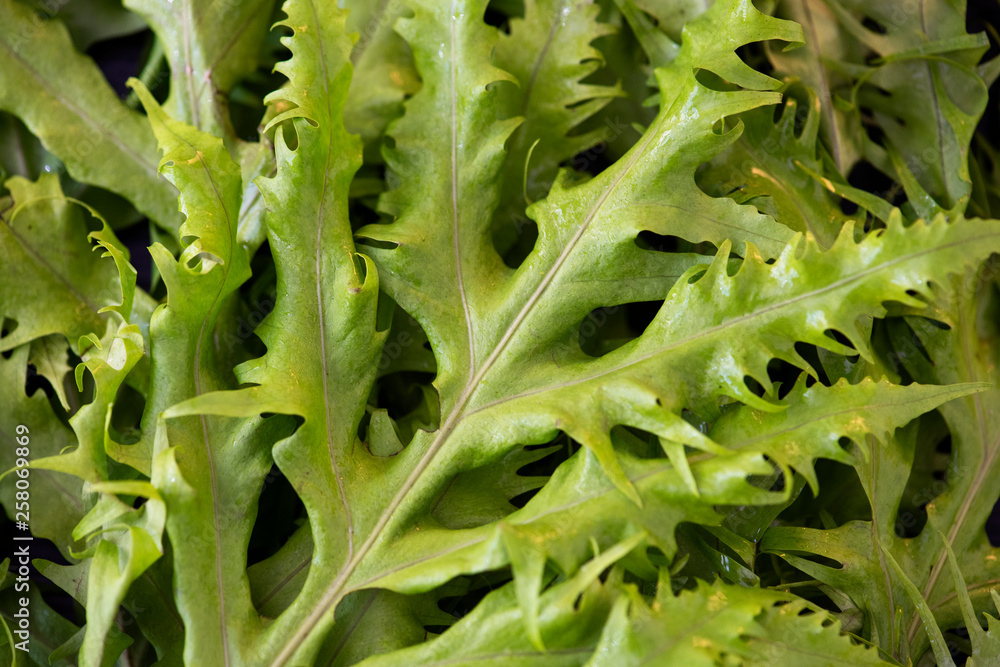 Green leaf closeup Green leaf closeup