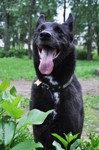 German shepherd dog, big muzzle