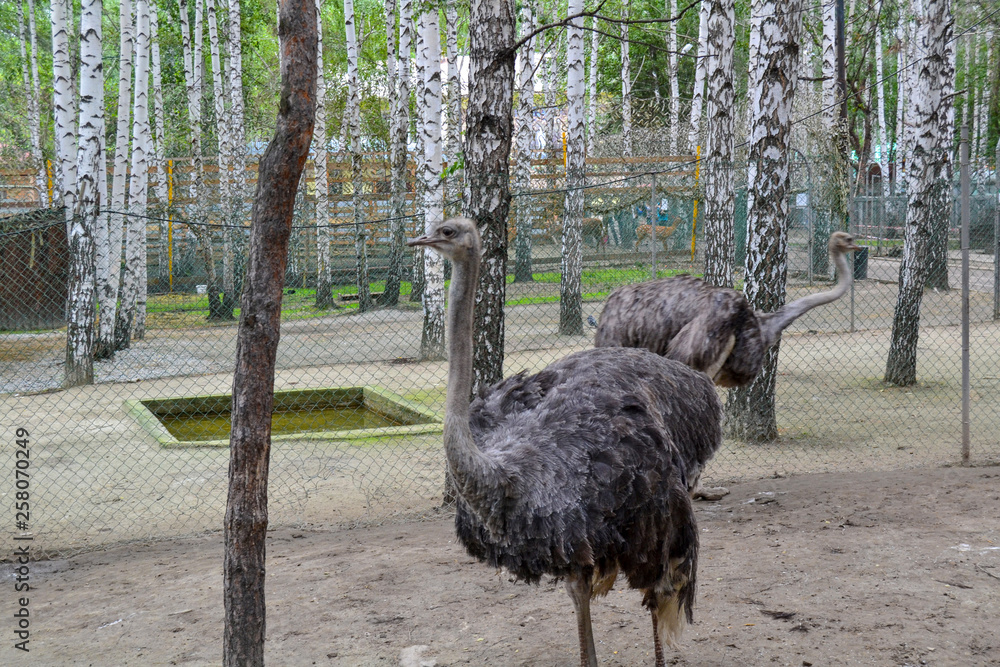 two ostrich in the zoo