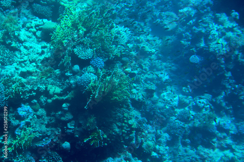 coral coast under water for background
