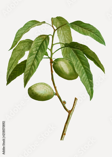 Slika na platnu Almond tree branch