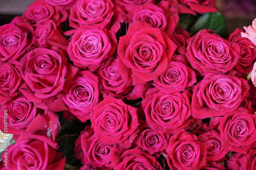 red roses background