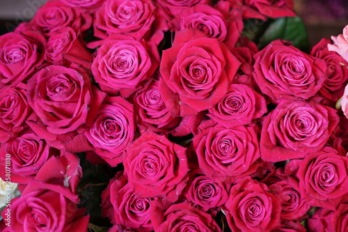 red roses background