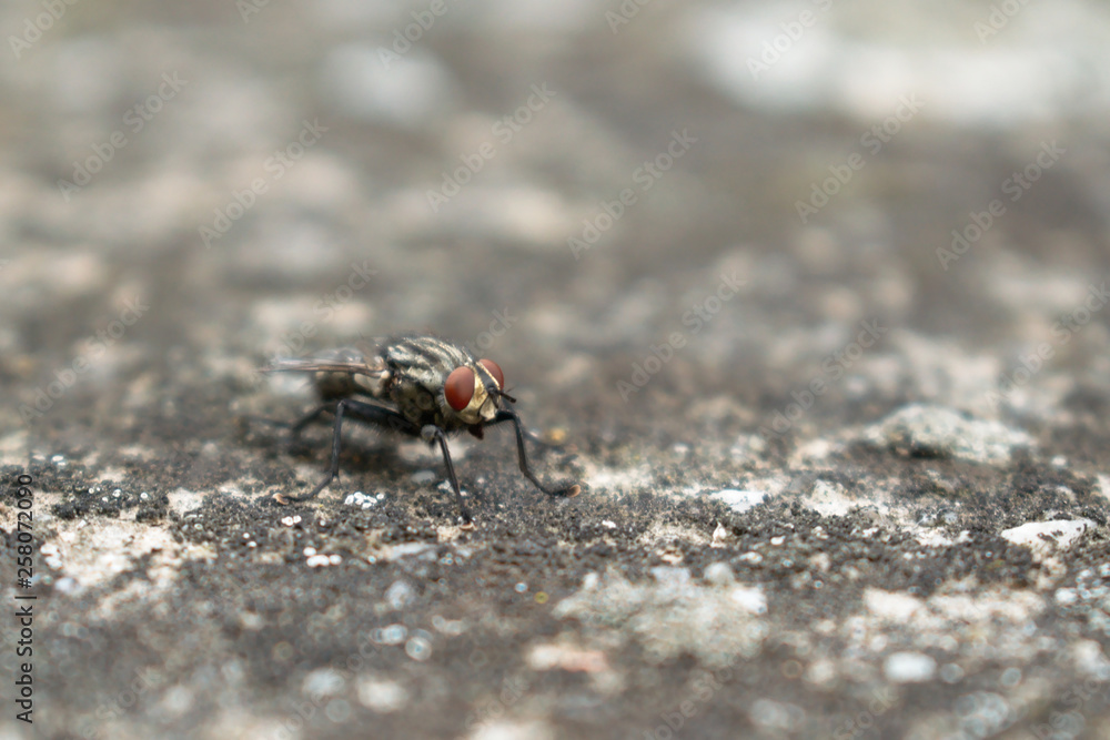 fly on a wall