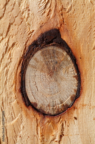 Holztextur, Hintergrundbild, hellbraune Holzwand an einem Bauzau photo