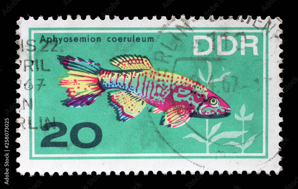 Naklejka premium Stamp printed in the DDR (East Germany) shows Aquarium Fish Aphyosemion coeruleum, circa 1966.