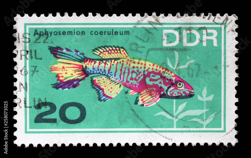 Stamp printed in the DDR (East Germany) shows Aquarium Fish Aphyosemion coeruleum, circa 1966. photo