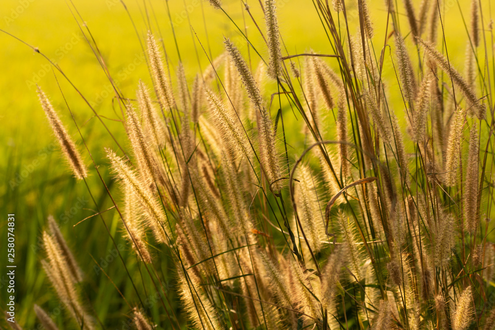 The background of the grass under the sun The background of the grass under the sun