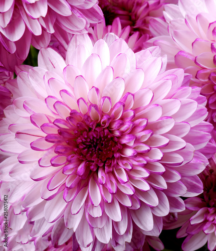 Pink and White Chrysanthemum