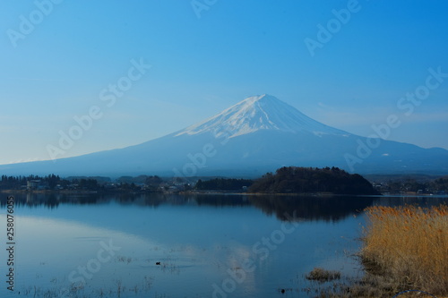 The background reflected in the lake of Mount Fuji with golden grass flowers on the side.