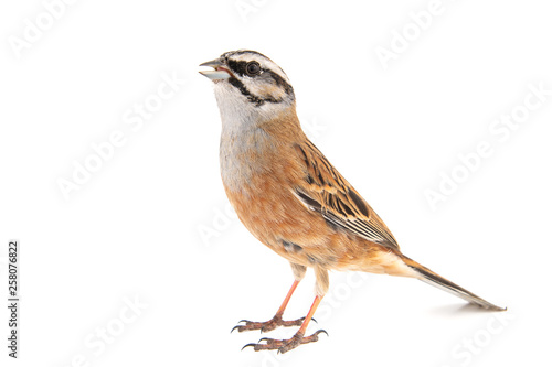 Rock bunting, Emberiza cia, isolated on white background. Male.