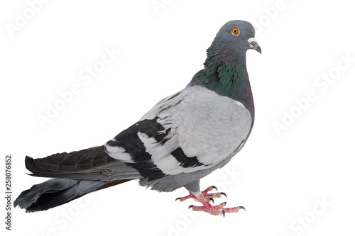 Gray dove isolated on a white background