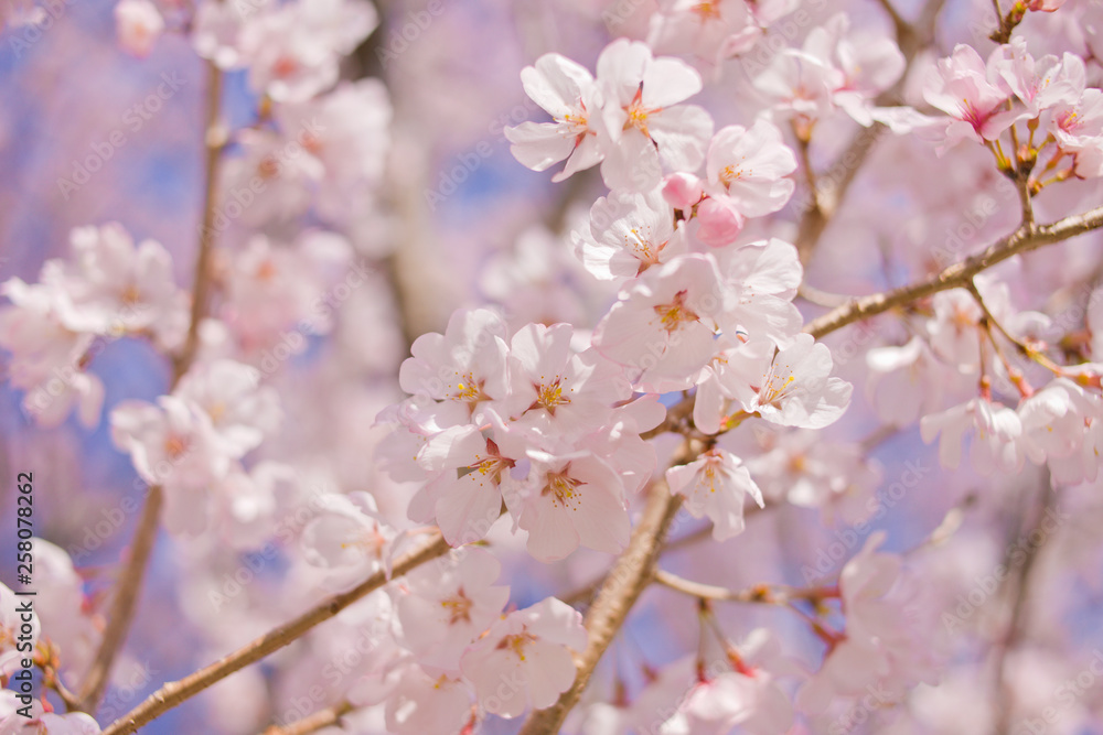 blooming cherry blossoms