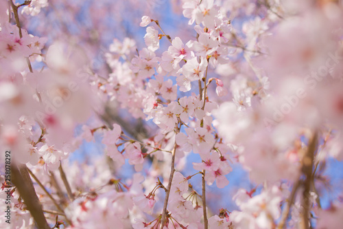 blooming cherry blossoms