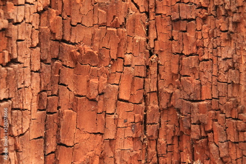 old wood